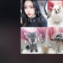 복이애견샵 이미지