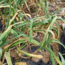 김영수농장 이미지