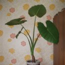 알로카시아 이미지