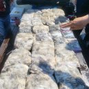 뉴코스모스호 2 이미지