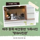제주 동쪽 애견동반 평대사진관 가족스냅 촬영 후기