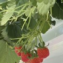 지와이팜 이미지