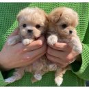 마마스미독 강아지 분양 김해점 이미지