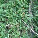 수목원약수터 이미지