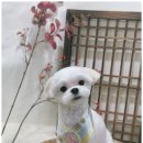 아이러브 독 | 인천 강아지분양 고민 끝낸 아이러브독 후기