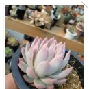 바리퀸 Daum카페
