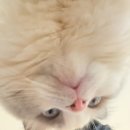 딸기의 계절이 왔습니다 (근데 이제 딸기 없는 딸기팀)
