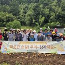 삼척시노인복지관 농촌 일손돕기「따뜻한손길! 우리~감자해요~ 」 진행 이미지