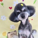 애견미용샵 조이 이미지