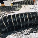 왕손김밥 이미지