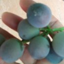 빈랑예찬 이미지