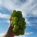 달콤농원 이미지