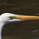 중대백로 Great Egret 178 이미지