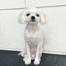 하루가다르개 이미지