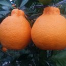 서당농장 이미지