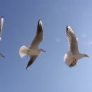 부산갈매기 이미지