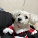 심쿵펫 | 노견영양제 강아지기관지영양제 강아지기침영양제 고민하다 선택한 하율펫 후기