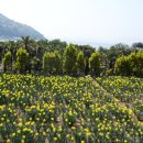 공곶이 언덕 이미지