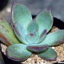 비단선인장 이미지