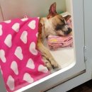 금강종합동물병원 이미지