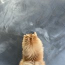 중독(DOG) 이미지