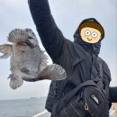 대호낚시터 | 충남 도비도항 우럭 좌대낚시 바다좌대 우럭낚시 채비 방법