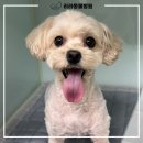 리라동물병원