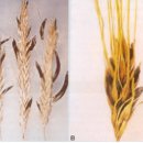 매화시장 이미지