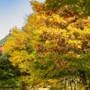 향교 | 인천 단풍구경 가을 낙엽 단풍 나들이 인천향교 후기