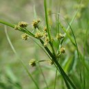 알방동사니Cyperus difformis L. [비추천명 : 알방동산이] 이미지