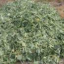 친환경 토종닭 농장 이미지