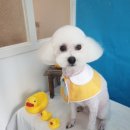 애견샵 컬리독 이미지