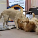 두류댕댕 이미지