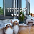 거북로 | 홍성 애견동반 독채펜션 모모카네 | 700평 운동장 + 히노끼탕 후기