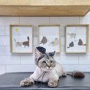 잔다냥 이천점 이미지