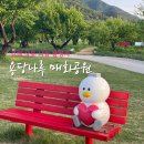매화마을1 | 김해 상동면 낙동강변 핑크빛 로망 '용당마루 매화공원', <나는 솔로> 19기 촬영지