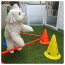 멍꼬미 | 💖부산강아지유치원 멍데뷰 1일 체험 솔직 후기!