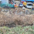 체리나무 이미지