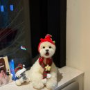 Dr.j 동물병원 | 잠실동물병원 추천, 고양이 진료 믿고 맡길 수 있었던 잠실ON동물의료센터 후기