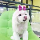 The 쇼독 이미지