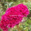 복을 부르는 민화 이미지