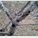 깍지벌레와 고약병이 발병한 매실나무 이미지