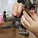 페토브 동물병원 이미지