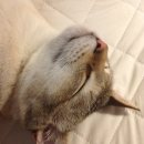 고양이발 이미지