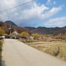 주읍리산수유꽃마을 이미지