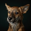 코코스퀘어 애견미용 이미지