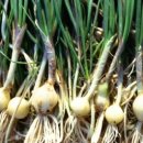 크린 스마트 이미지