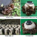 [경북] 목이버섯 인공재배에 성공 이미지