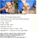 서울루비