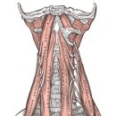 The Anterior Vertebral Muscles 이미지